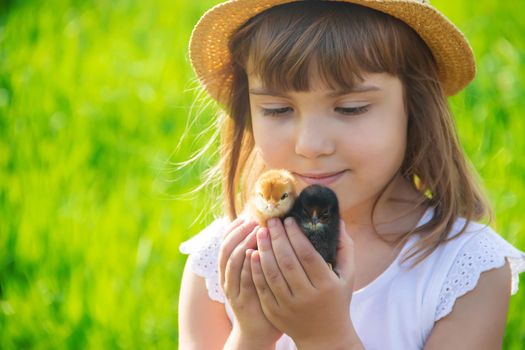 The child holds a chicken in his hands. Selective focus.