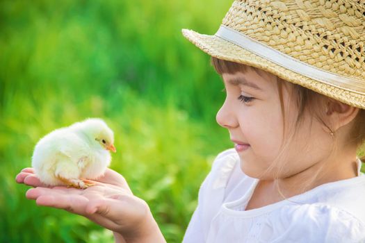 The child holds a chicken in his hands. Selective focus.