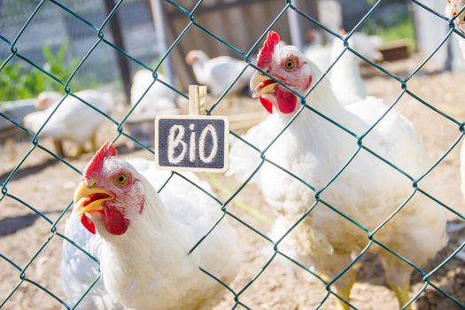 Bio chickens on a home farm. Selective focus. nature.