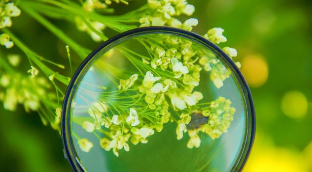 Plants under the magnifying glass. Increase. selective focus.