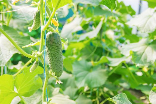 homemade cucumber cultivation and harvest. selective focus. nature