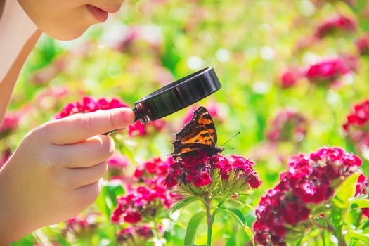 look in a magnifying glass butterfly sits on flowers. selective focus.