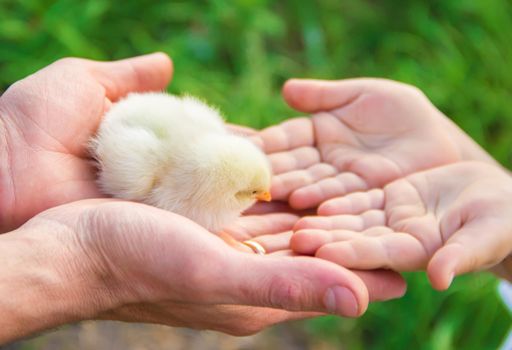 The child holds a chicken in his hands. Selective focus.