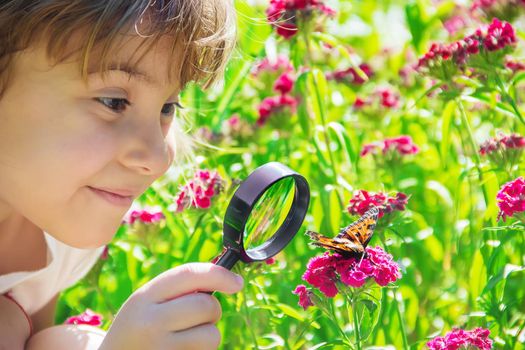 look in a magnifying glass butterfly sits on flowers. selective focus.