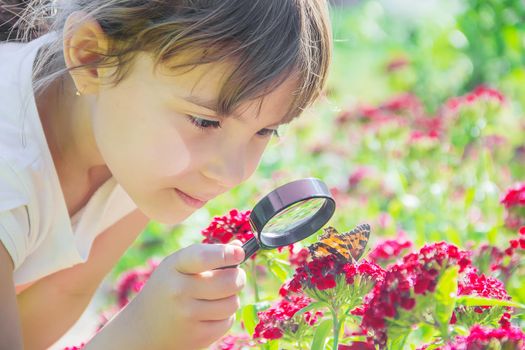 look in a magnifying glass butterfly sits on flowers. selective focus.