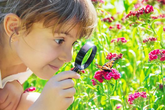 look in a magnifying glass butterfly sits on flowers. selective focus.