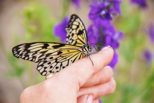 Child with a butterfly. Idea leuconoe. Selective focus.