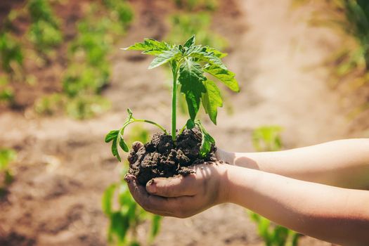 A child plants a plant in the garden. Selective focus.