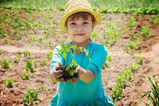 A child plants a plant in the garden. Selective focus.