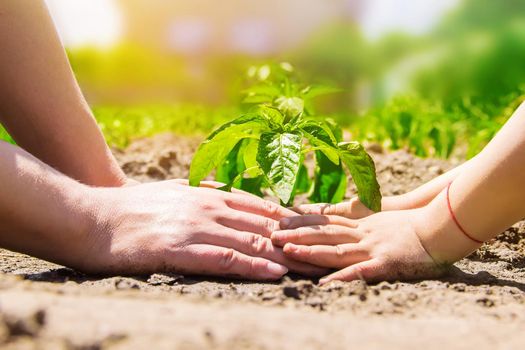 A child plants a plant in the garden. Selective focus.