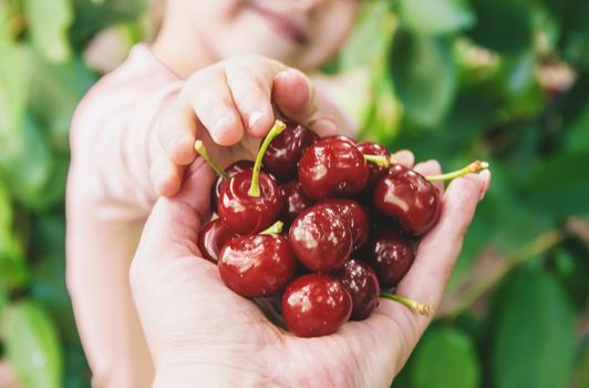 The child is picking cherries in the garden. Selective focus. food.