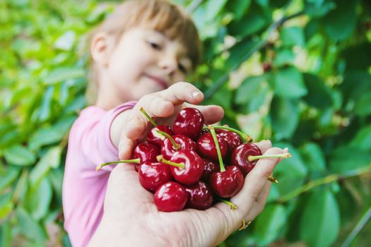 The child is picking cherries in the garden. Selective focus. food.