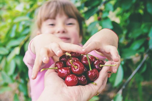 The child is picking cherries in the garden. Selective focus. food.