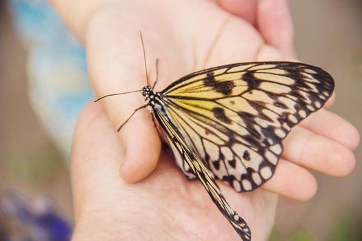 Child with a butterfly. Idea leuconoe. Selective focus.