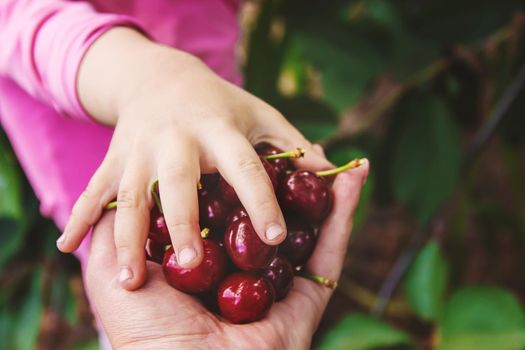 The child is picking cherries in the garden. Selective focus.