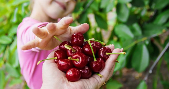 The child is picking cherries in the garden. Selective focus.