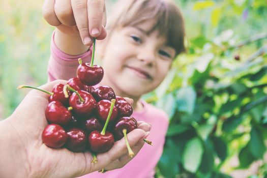 The child is picking cherries in the garden. Selective focus. food.