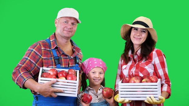 portrait of farmers family , holding in their hands wooden boxes with red ripe organic apples, smiling, on green background in studio. Healthy food to your table. High quality photo