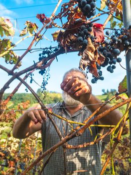 old bearded man harvesiting for wine production