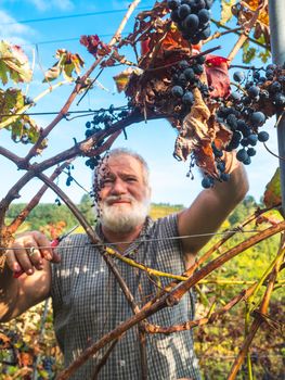 old bearded man harvesiting for wine production