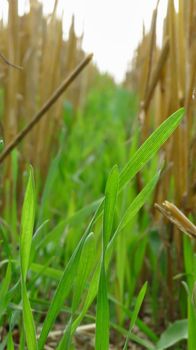 mown grass and straw close-up in a field