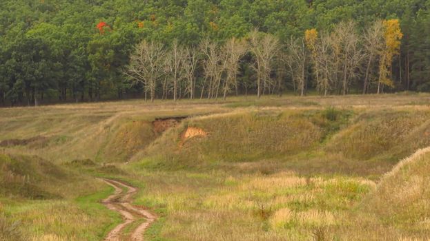 Road between autumn forest. Beautiful autumn nature landscape at during daytime