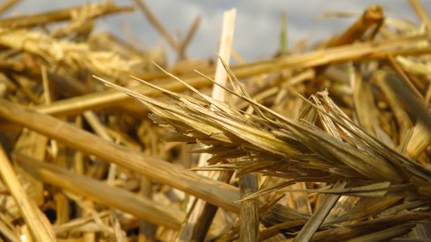 beautiful straw rye close-up in the field