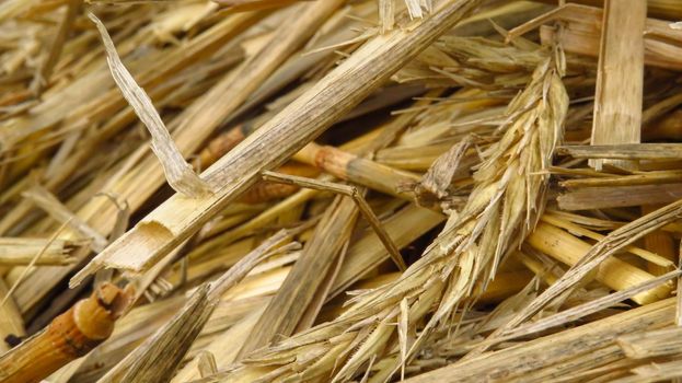 beautiful straw rye close-up in the field