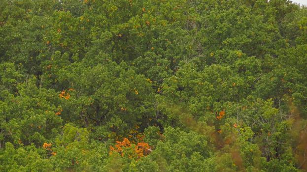 beautiful forest close-up from afar