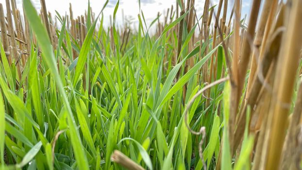 mown grass and straw close-up in a field