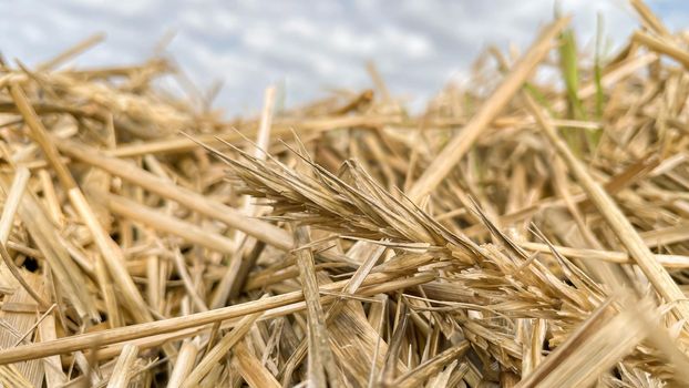 beautiful straw rye close-up in the field