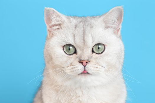 Close-up of an funny white british cat on a blue background looks at camera. Copy space