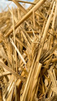 beautiful straw rye close-up in the field