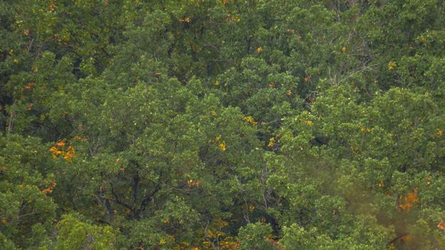 beautiful forest close-up from afar