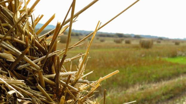 beautiful straw rye close-up in the field