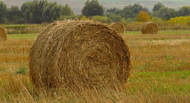 hay-roll on meadow against sunset background