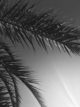 Tropical nature, vintage backdrop and summer vacation concept - Palm tree leaves and the sky, summertime travel background