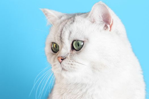 Close-up of an adorable white british cat on a blue background looks down to the left. Copy space