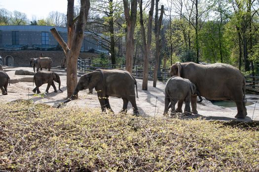 baby elephant drinking milk from mom in green zoo wuppertal in germany on a spring sunny day. High quality photo