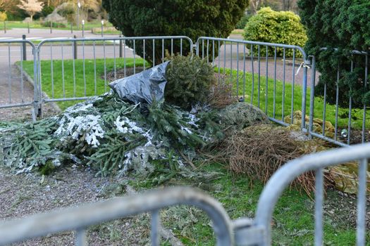 Used Christmas trees behind the fence