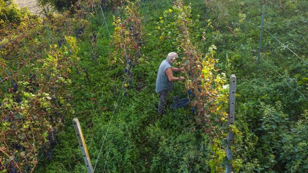 Grape harvesting in Arda Valley, Piacenza, Italy