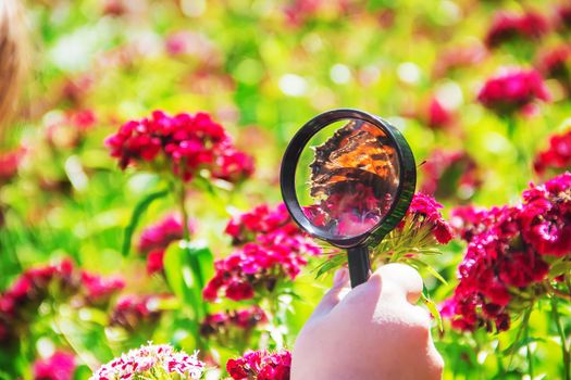 look in a magnifying glass butterfly sits on flowers. selective focus.