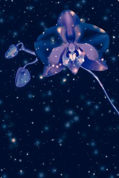 Blooming flowers, botanical design and nature beauty concept - Orchid flower in bloom, abstract floral art background