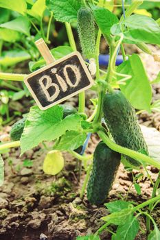 homemade cucumber cultivation and harvest. selective focus.