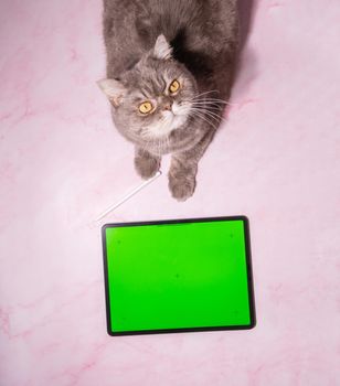 pet playing game on tablet with green screen, cat sitting on table next a tablet, copy space or mockup High quality photo