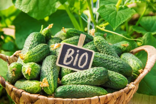 homemade cucumber cultivation and harvest. selective focus.