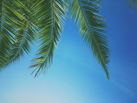 Tropical nature, vintage backdrop and summer vacation concept - Palm tree leaves and the sky, summertime travel background