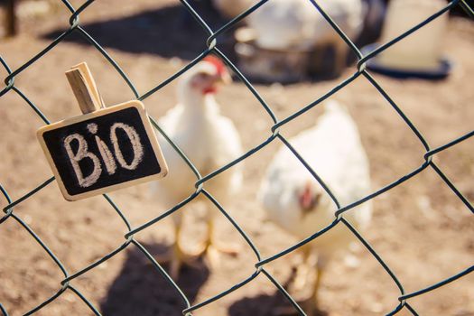 Bio chickens on a home farm. Selective focus.