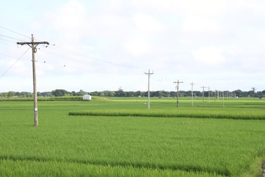 green colored paddy farm on field for harvest