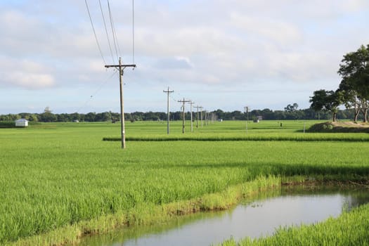 green colored paddy farm on field for harvest